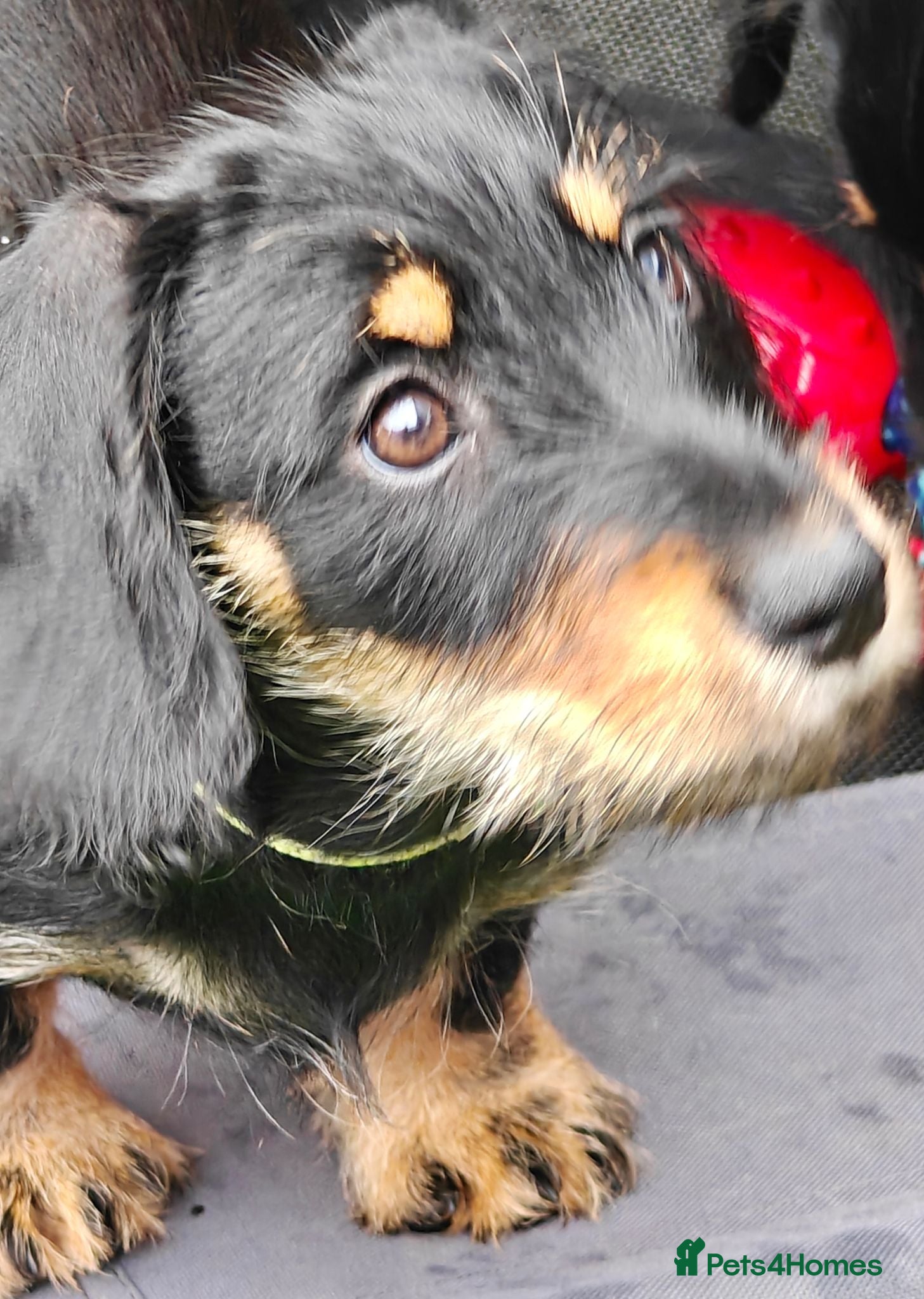 Mixed Breed dogs Daschund X Schnauzer puppies  - Advert 1
