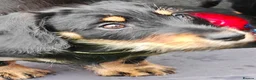 Mixed Breed dogs for sale: Daschund X Schnauzer puppies  - Advert 1