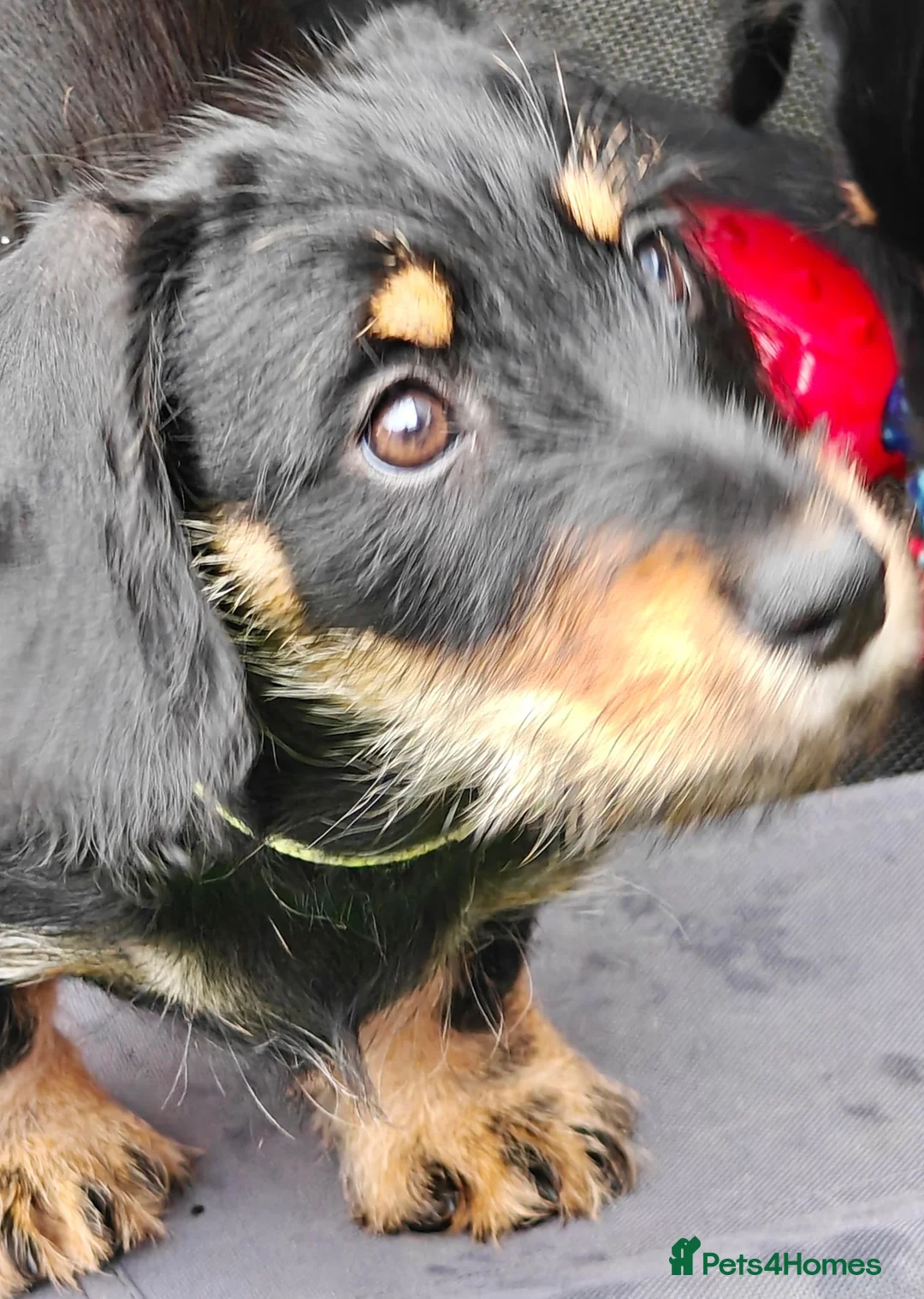 Mixed Breed dogs for sale: Daschund X Schnauzer puppies  - Advert 1