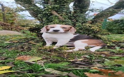 Beagle dogs for adoption: Charlie - the Beagle - Image 6