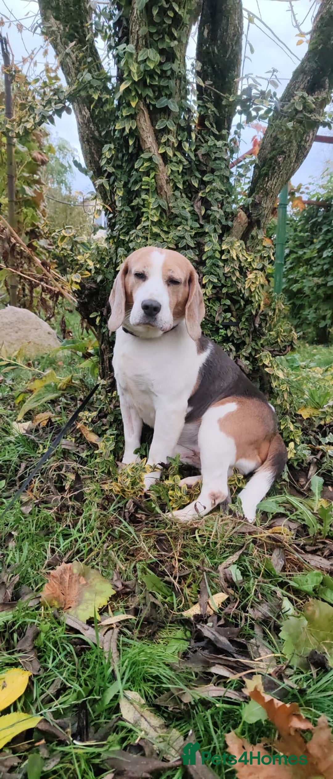 Beagle dogs for adoption: Charlie - the Beagle - Image 6