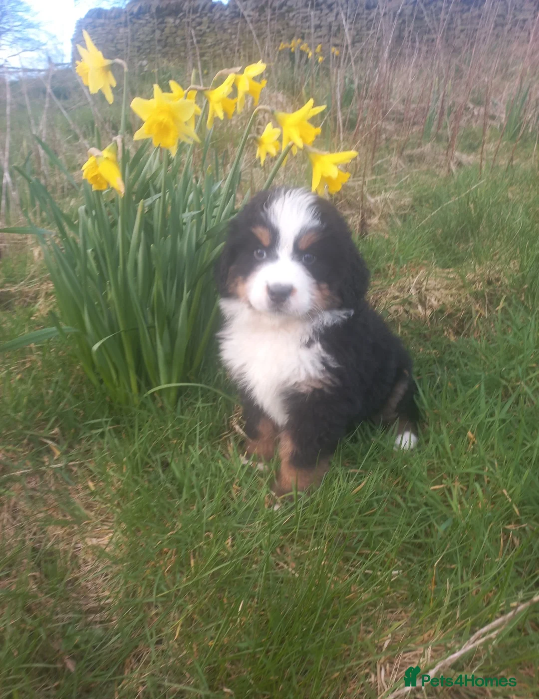 Bernese Mountain Dog dogs for sale: Beautiful Bernese Mountain Dog Puppy - Advert 2