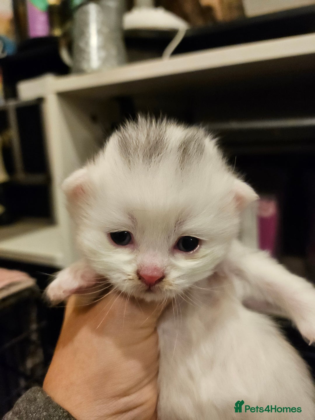 British Longhair cats for sale: BLH and BSH - Advert 6