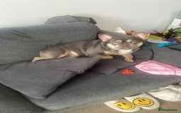French Bulldog dogs for sale: BLUE AND TAN FRENCH BULLDOG 2years old  - Image 3