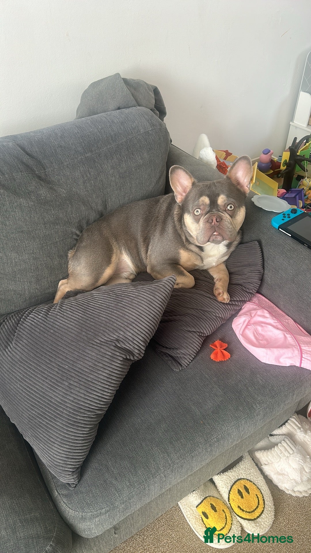 French Bulldog dogs for sale: BLUE AND TAN FRENCH BULLDOG 2years old  - Image 3