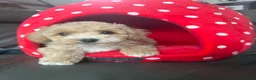 Maltipoo dogs for sale: Teddy Maltipoo Puppies ready now  - Advert 3