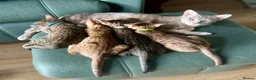 Ocicat cats for sale: Two delightful Ocicat boys available - Advert 2
