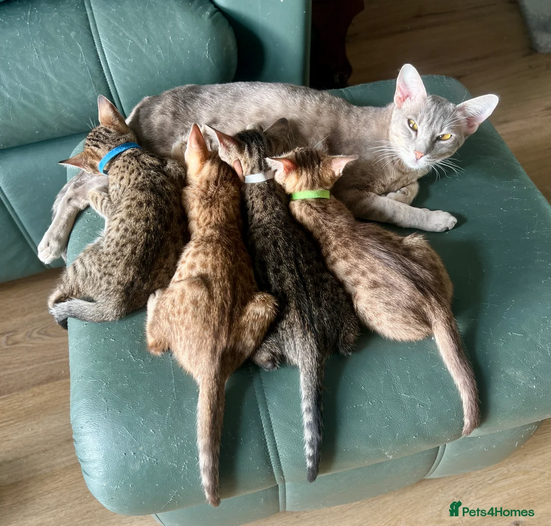 Ocicat cats for sale: Two delightful Ocicat boys available - Advert 2