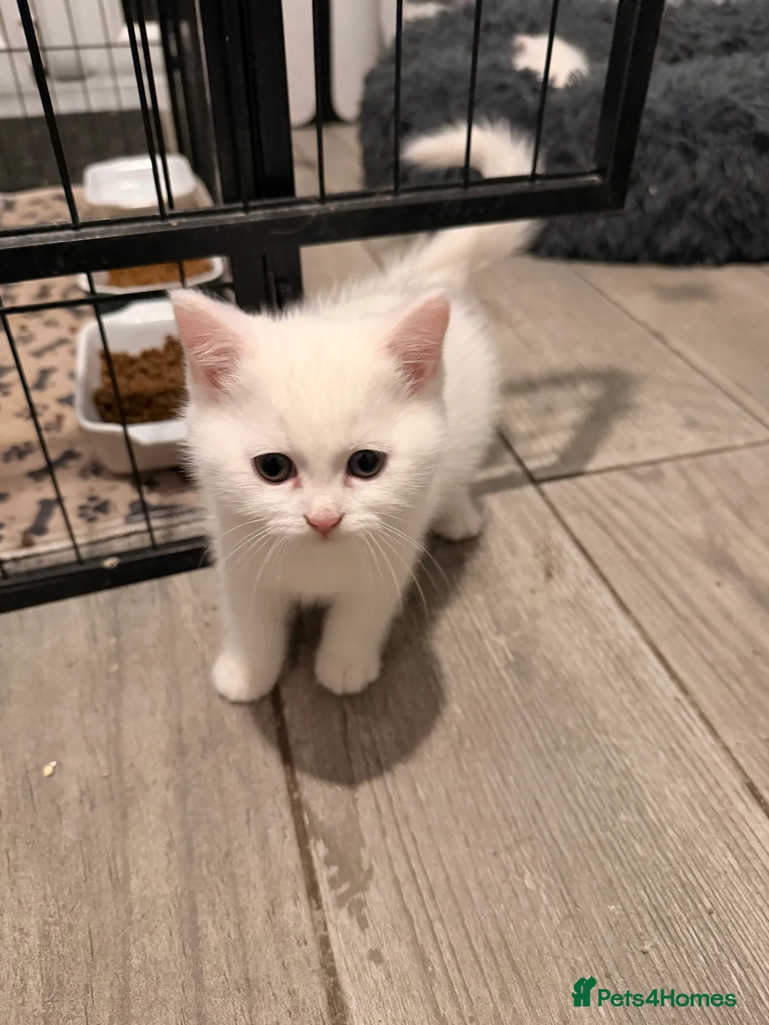 Persian cats for sale: Ready soon, 5 persian X kittens - Advert 12