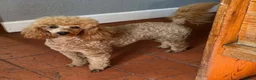 Miniature Poodle dogs for sale: Stunning pure miniature poodles  - Advert 17