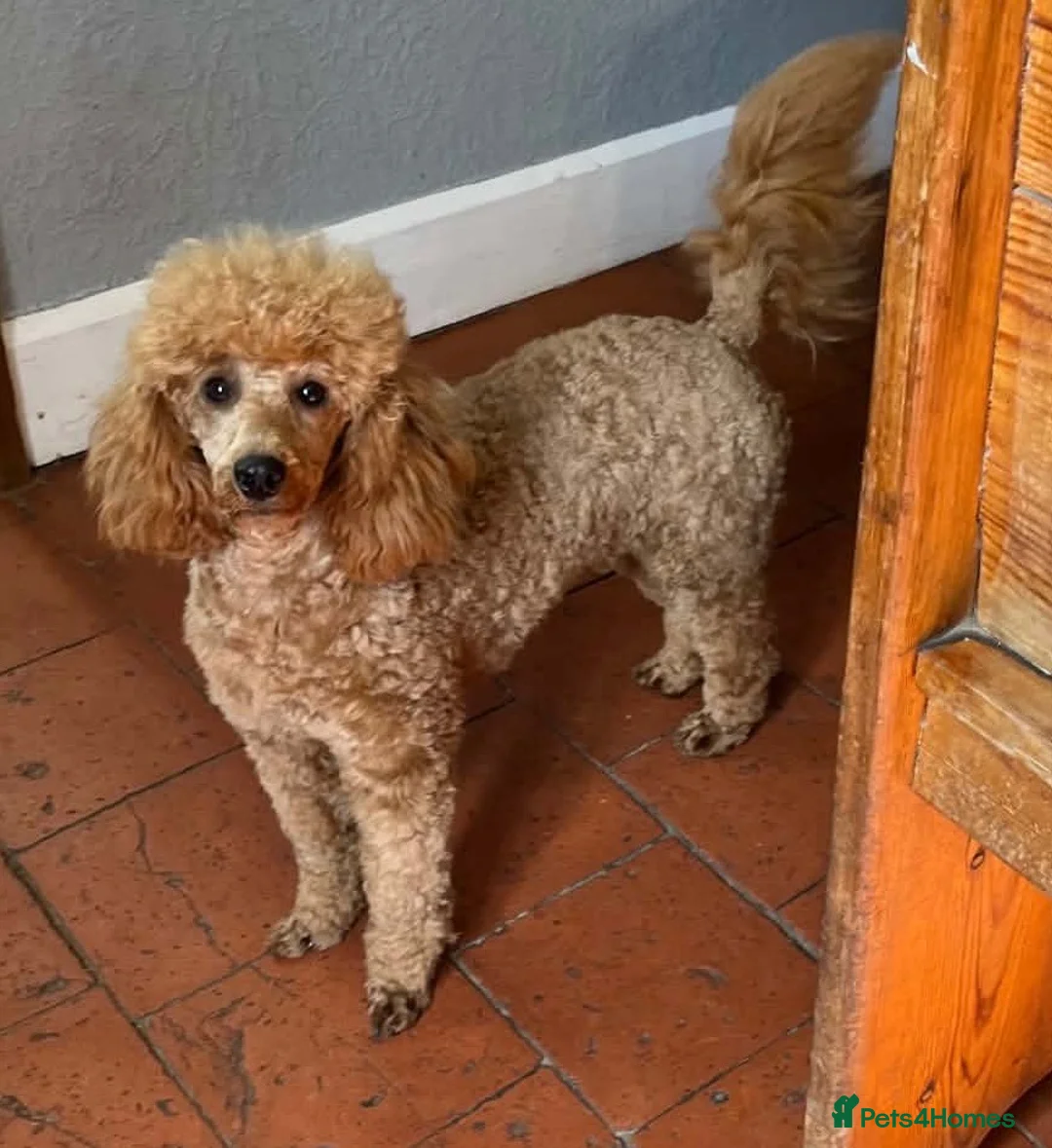 Miniature Poodle dogs for sale: Stunning pure miniature poodles  - Advert 17