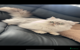 Persian cats for sale: Persian Male Cat - Advert 2