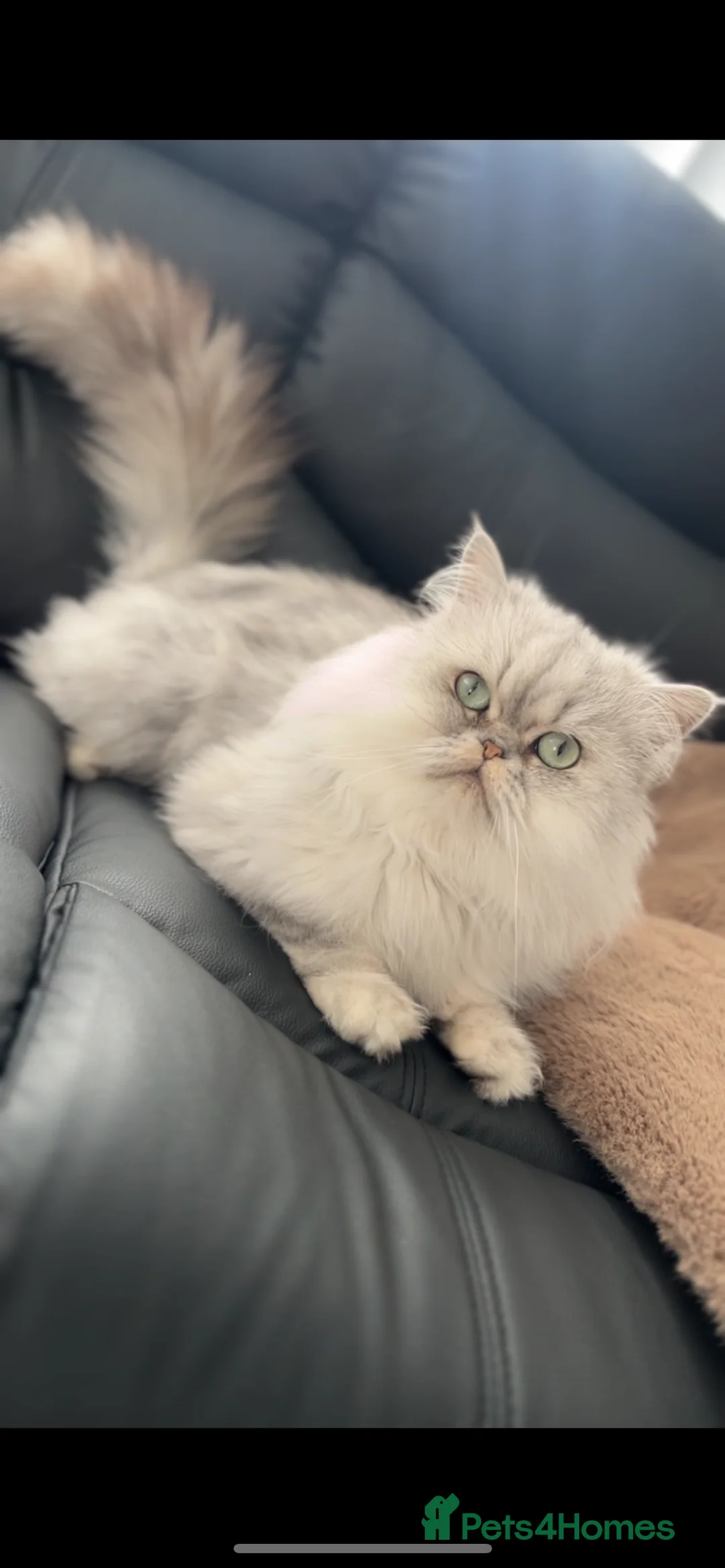 Persian cats for sale: Persian Male Cat - Advert 2