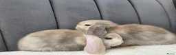 Mini Lop rabbits for sale: Gorgeous Mini Lop Babies - Advert 7