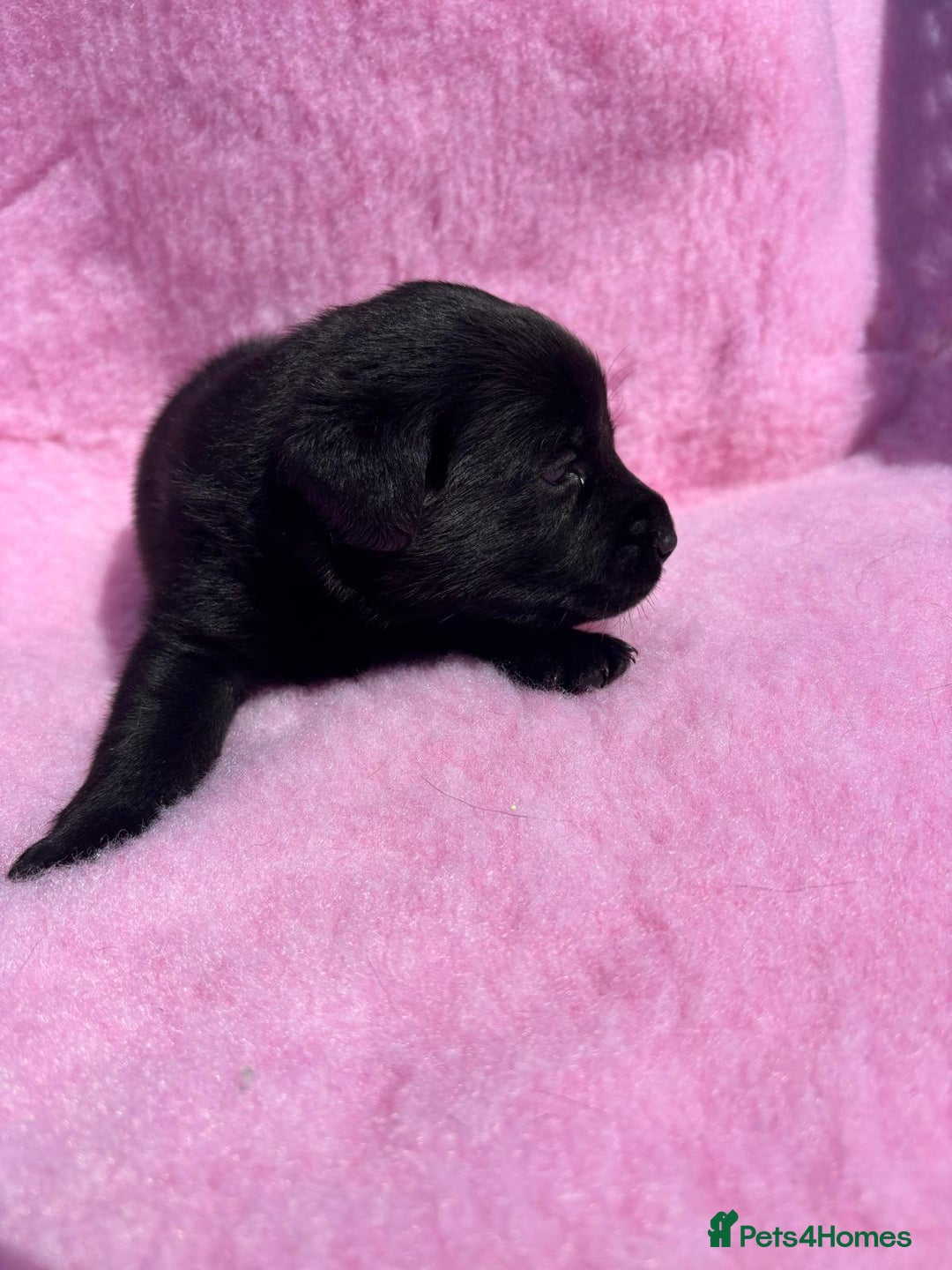 Labrador Retriever dogs for sale: KC reg DNA tested Labrador puppies. - Image 8