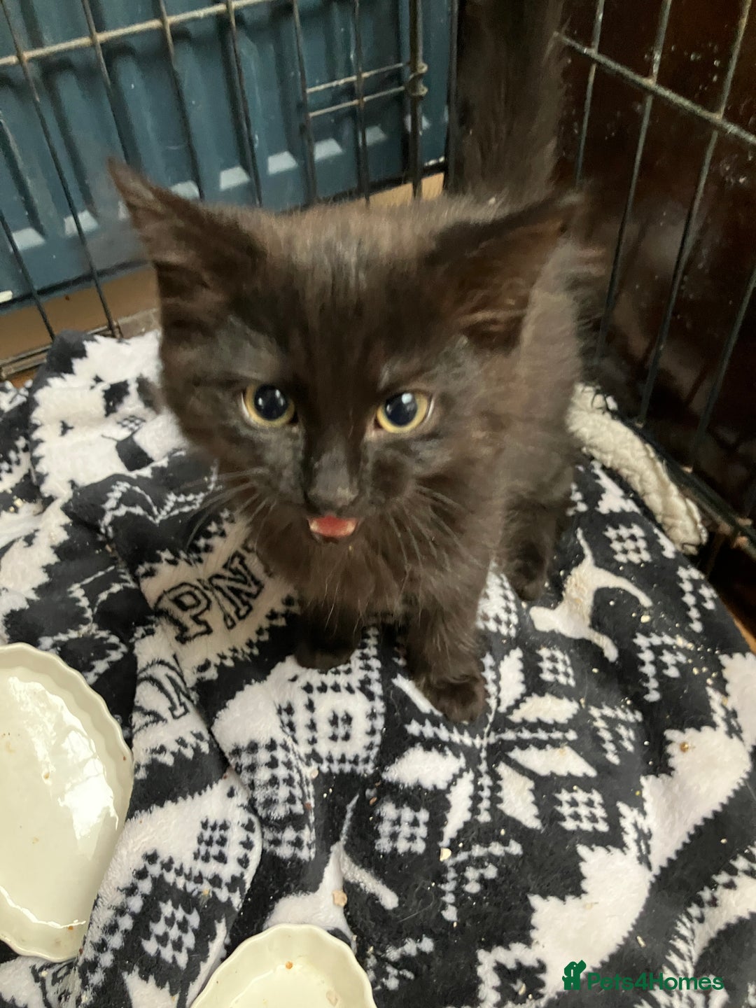 RagaMuffin cats for sale: Fluffy boys  - Image 4