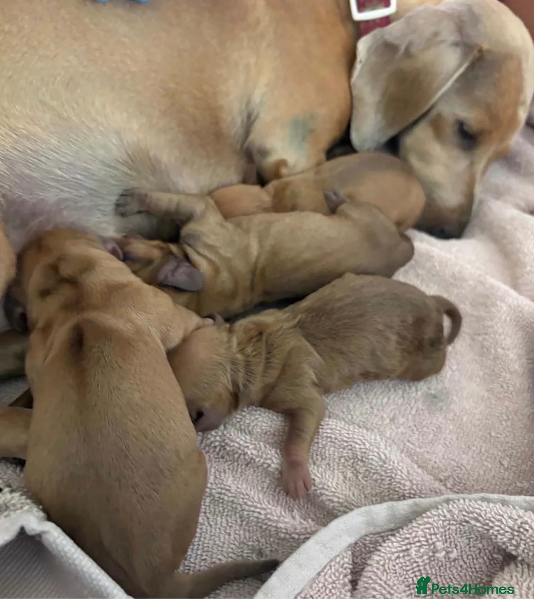 Miniature Dachshund dogs for sale: Kc reg 5 mini dachshund for sale  - Advert 31
