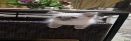 Mixed Breed cats for sale: White kitten, with coloured paws in Bootle - Advert 14
