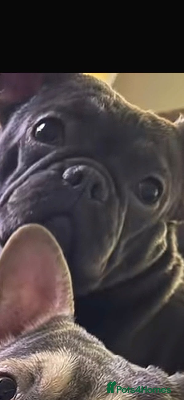 French Bulldog dogs French bulldog female 1year 5 month  - Advert 3