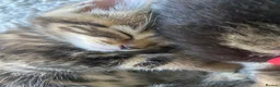 Bengal cats for sale:  Bengal kittens, ready to go! ❤️🏡 - Advert 36