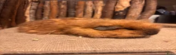 Guinea Pig rodents for sale: Merino, texel and coronet guinea pigs  in Bishop's Stortford - Advert 2