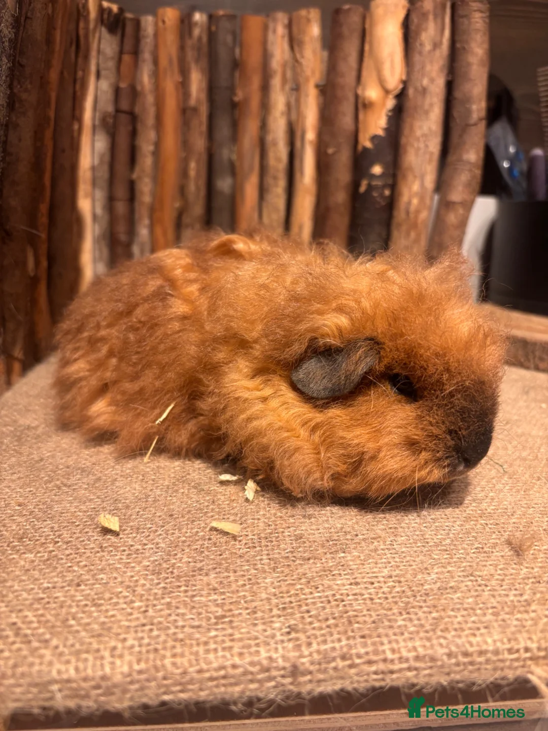 Guinea Pig rodents for sale: Merino, texel and coronet guinea pigs  in Bishop's Stortford - Advert 2