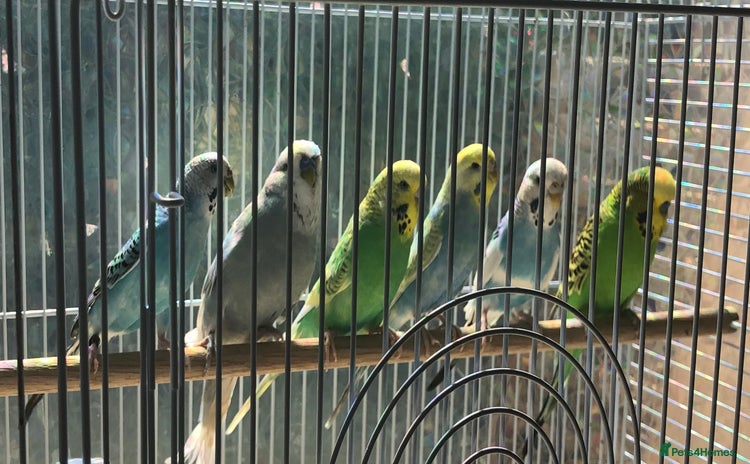 Budgerigars birds - Advert 6