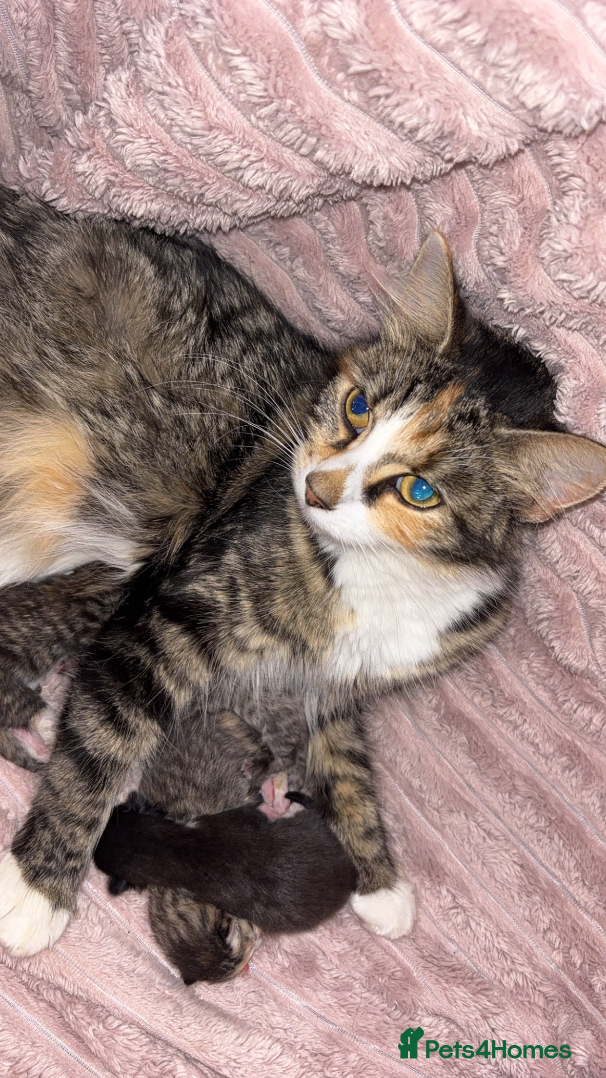 British Longhair cats Fluffy kittens - Advert 1