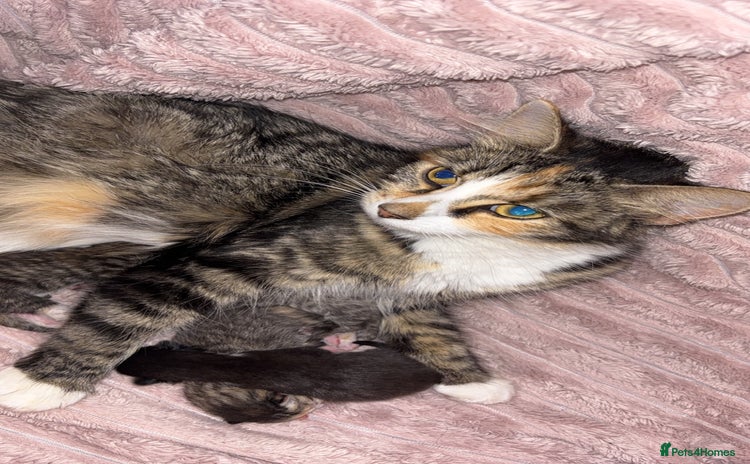 British Longhair cats - Advert 3