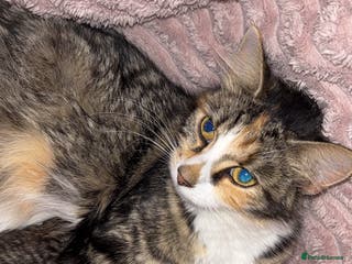 British Longhair cats Fluffy kittens - Advert 11