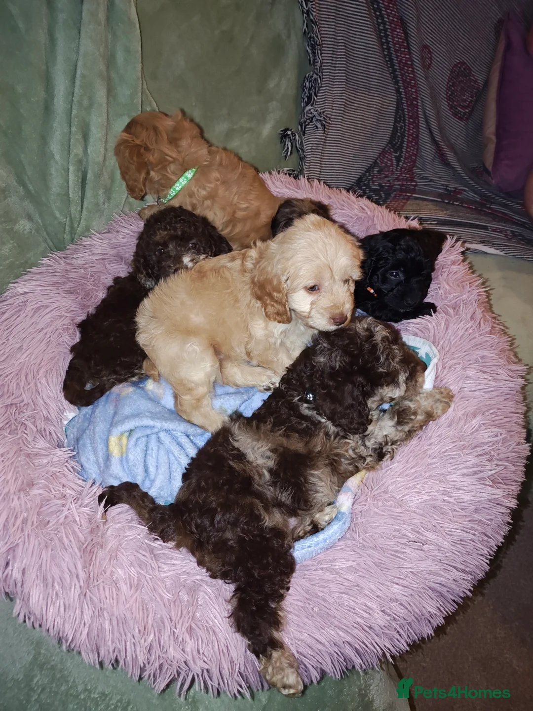 Cockapoo dogs for sale: Cockapoo - Advert 25