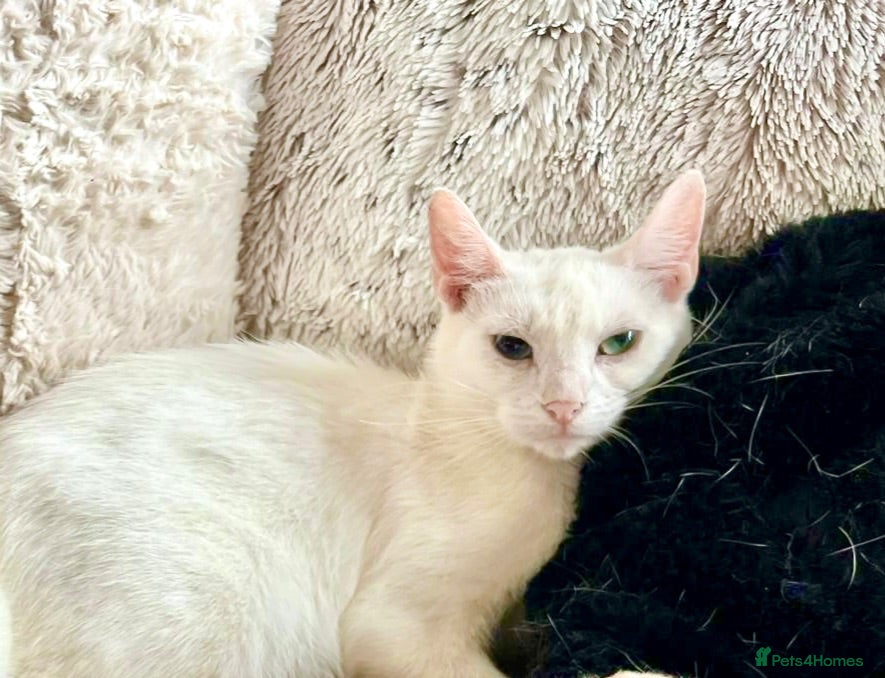Turkish Angora cats 😻 Adorable Turkish Angora X Kittens - Advert 2