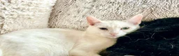 Turkish Angora cats for sale: 😻 Adorable Turkish Angora X Kittens - Advert 4