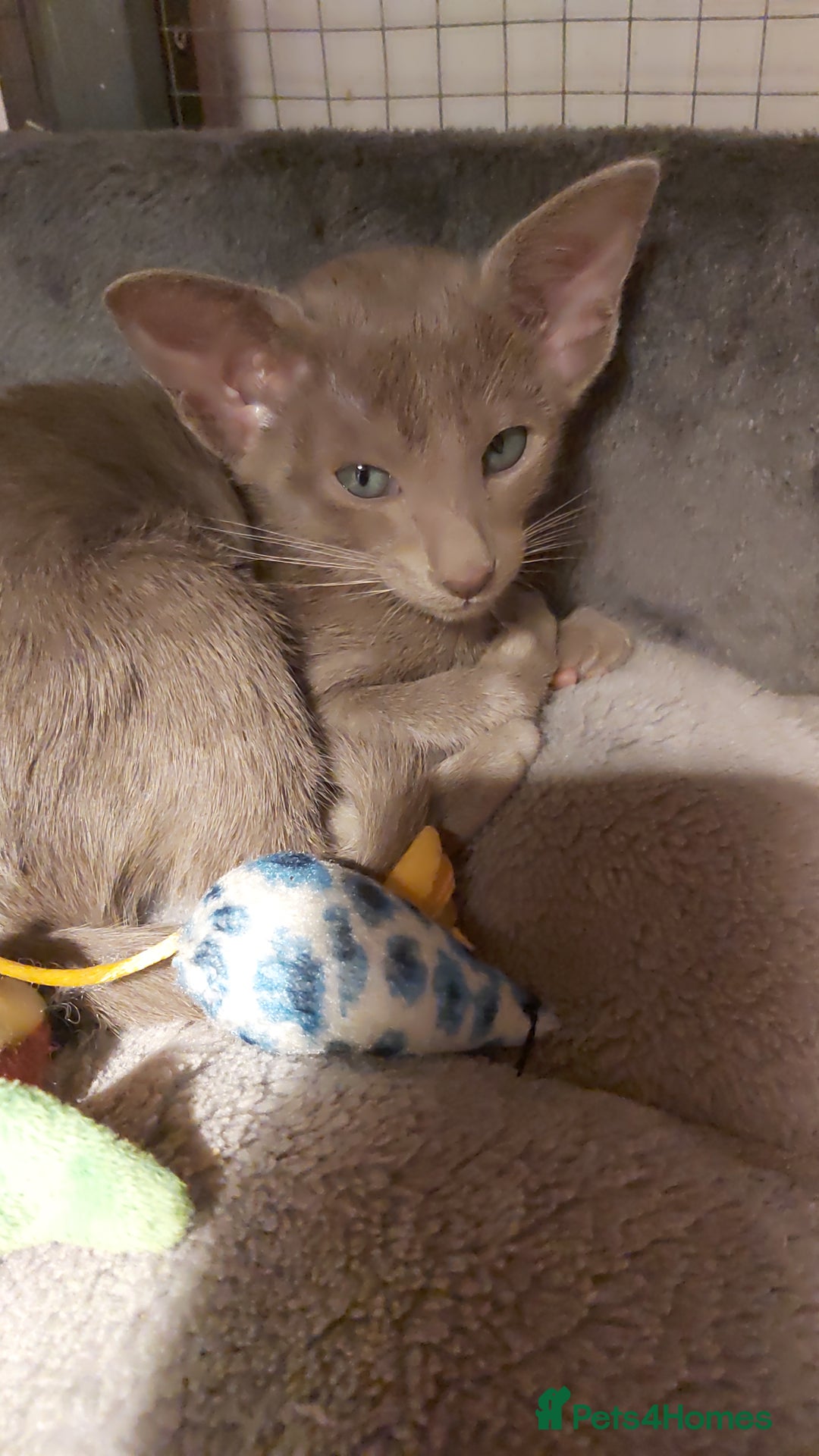 Oriental cats for sale: Full Pedigree Oriental 1 Kitten XL size ears GCCF - Advert 26