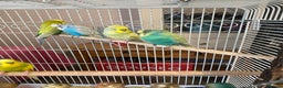 Budgerigars birds for sale: Beautiful budgies , mixed colours incl rainbow  - Advert 4