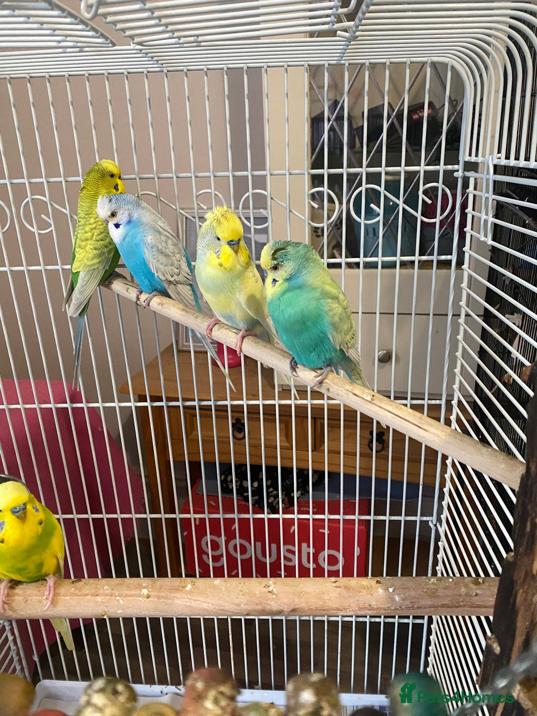 Budgerigars birds for sale: Beautiful budgies , mixed colours incl rainbow  - Advert 4