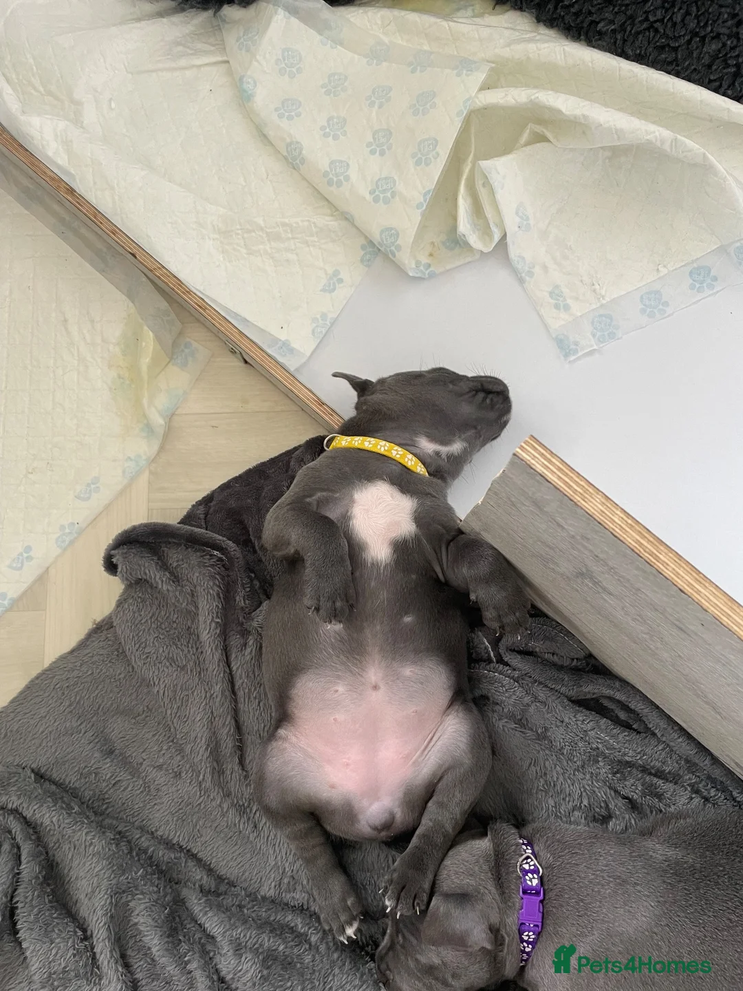 Staffordshire Bull Terrier dogs for sale: Blue Staffordshire Bullterrier - Advert 4