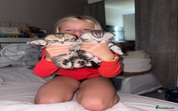 Scottish Fold cats for sale: Perfect Scottish fold x BSH kittens! - Image 2
