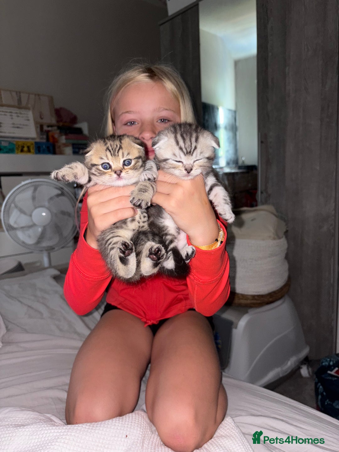 Scottish Fold cats for sale: Perfect Scottish fold x BSH kittens! - Image 2