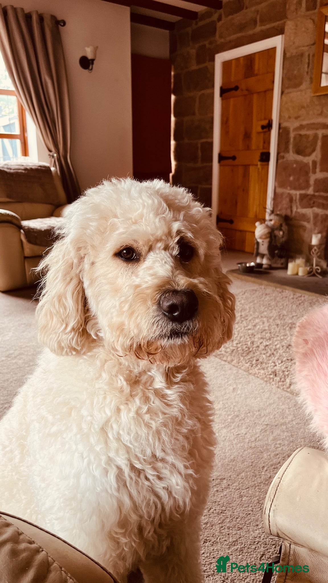 Mixed Breed dogs Billy F2 Goldendoodle - Advert 1
