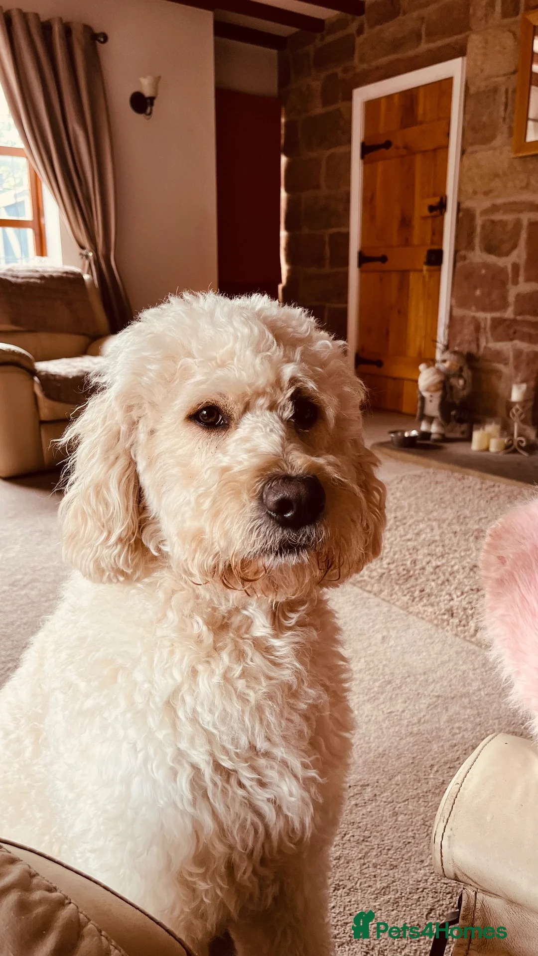 Mixed Breed dogs for stud: Billy F2 Goldendoodle - Advert 1