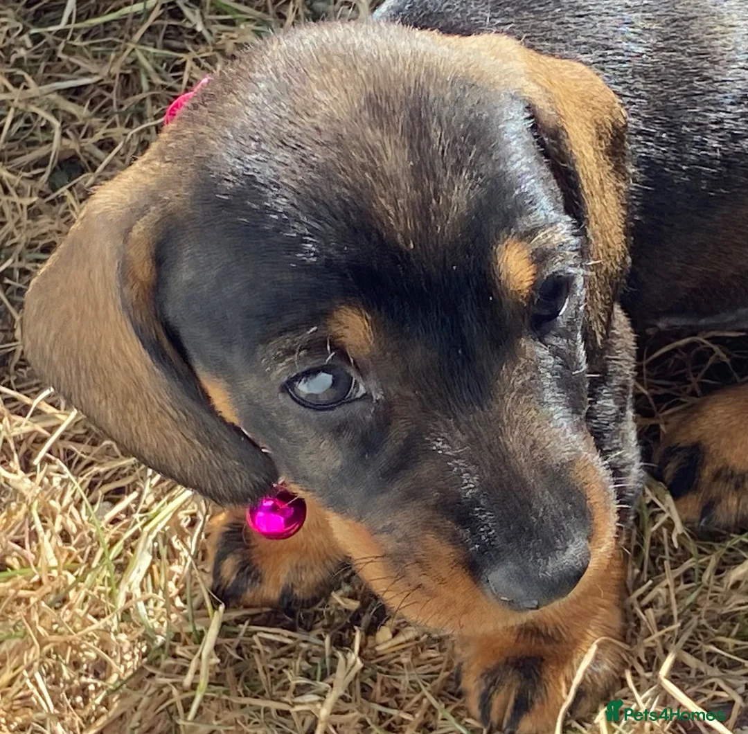Dachshund dogs for sale: Standard Wire Haired Dachshunds  - Advert 2