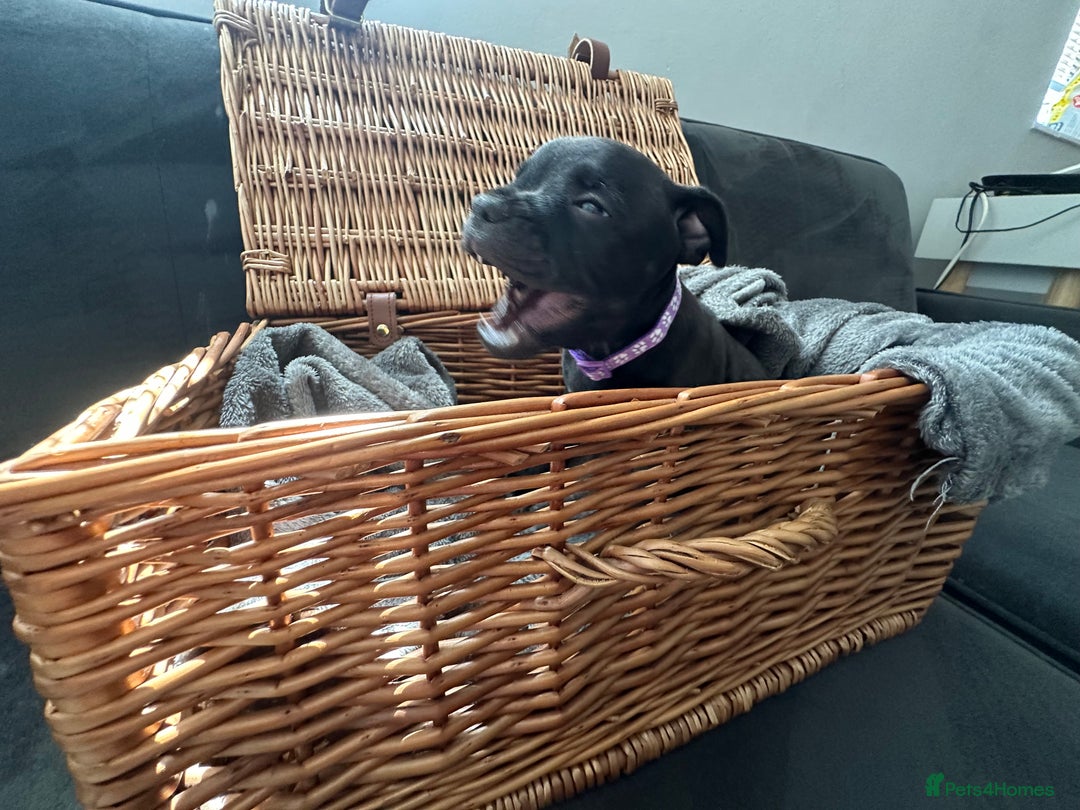 Staffordshire Bull Terrier dogs for sale: Blue and Black Staffordshire Bull Terriers - Image 18