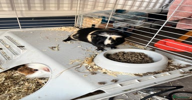 Guinea Pig rodents - Advert 2