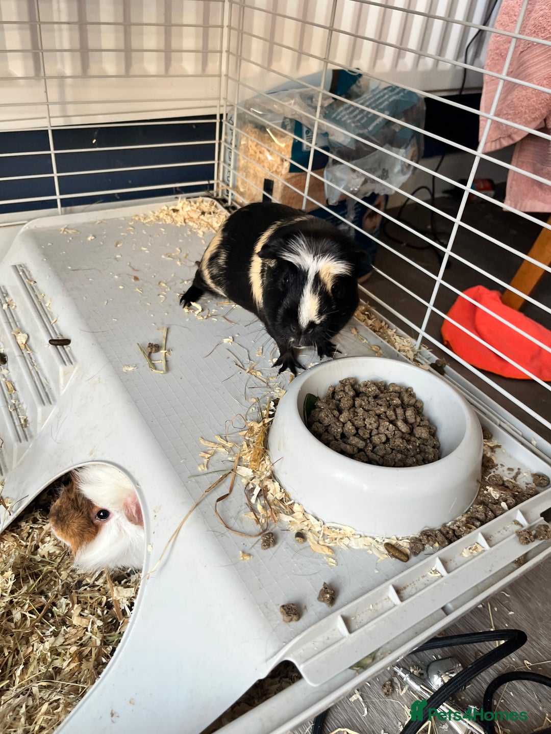 Guinea Pig rodents for sale: Guinea pigs - Image 3