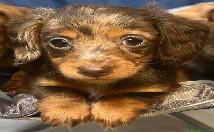 Miniature Dachshund dogs - Advert 6
