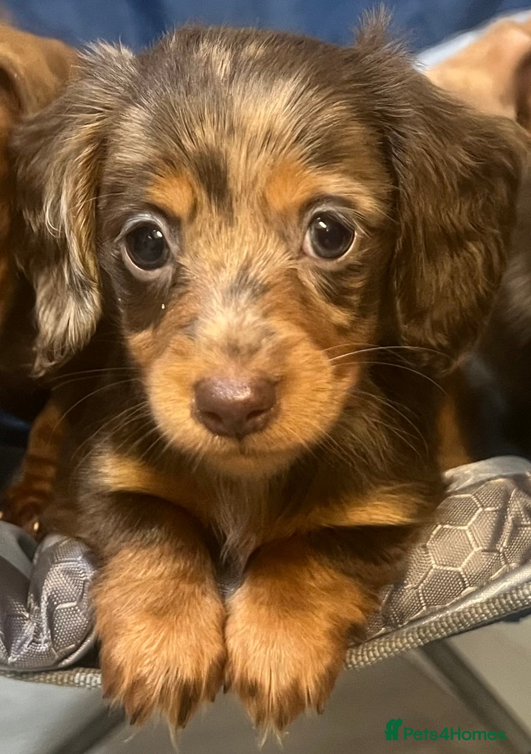 Miniature Dachshund dogs for sale: Gorgeous Miniature Dachshunds - Image 1