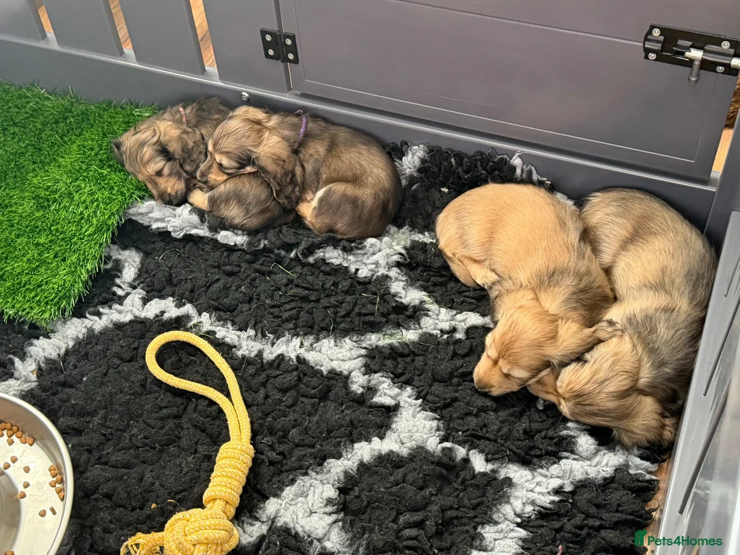 Miniature Dachshund dogs for sale: Miniature Long haired Dachshunds - Shaded Cream in Swindon - Advert 2