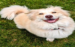 Mixed Breed dogs for adoption: Mabel  - Image 5