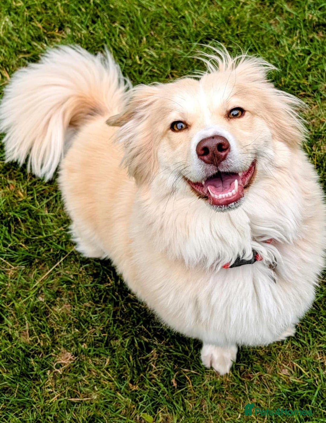 Mixed Breed dogs for adoption: Mabel  - Image 5